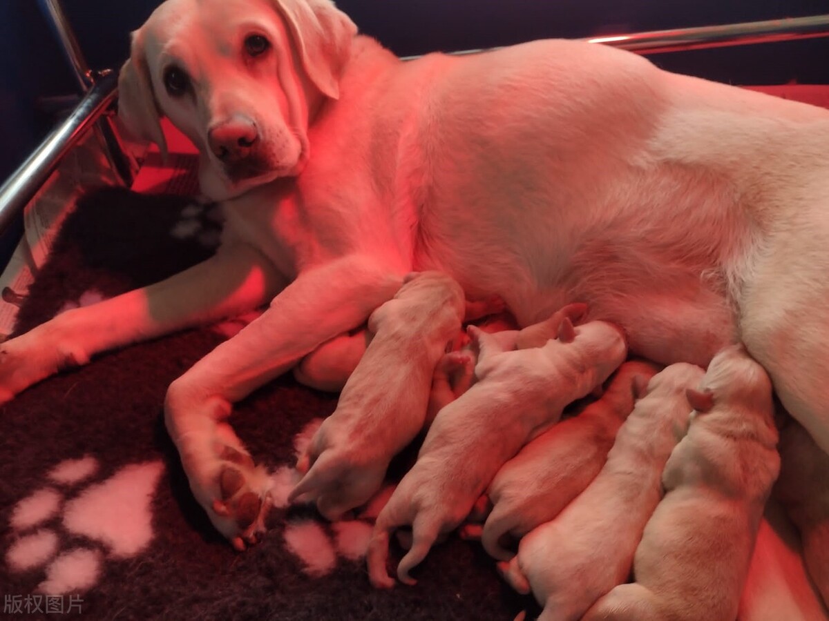The mother dog gave birth to 4 puppies, and she gave the puppies to a ...