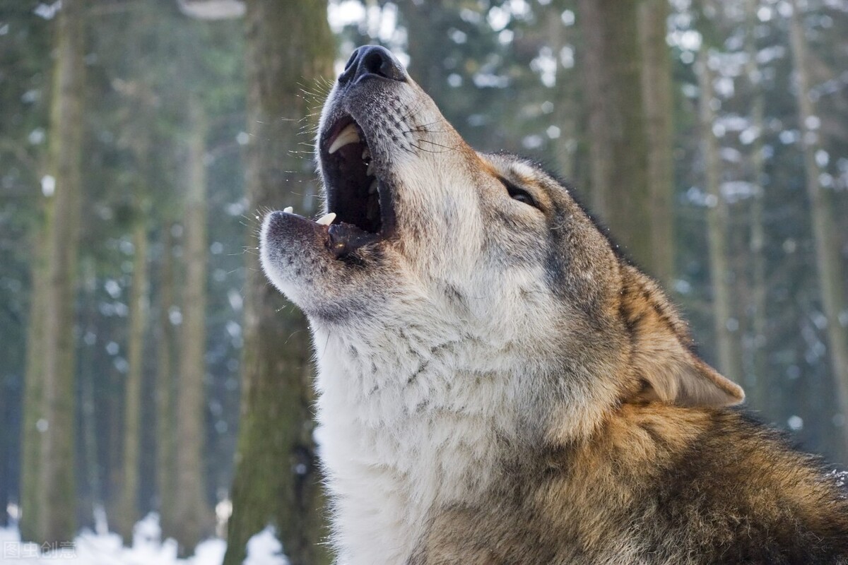 The 87-year-old woman mistakenly raised a wolf as a dog. When she and ...