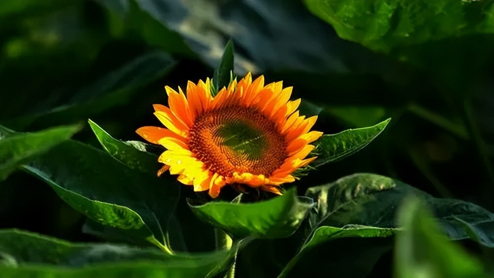 Facial recognition skills of sunflowers Demystifying why sunflowers