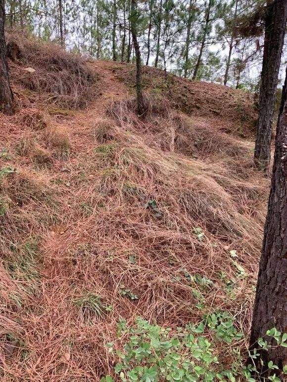 Pick up some free pine needles, and stuff the bag, it's the allpurpose