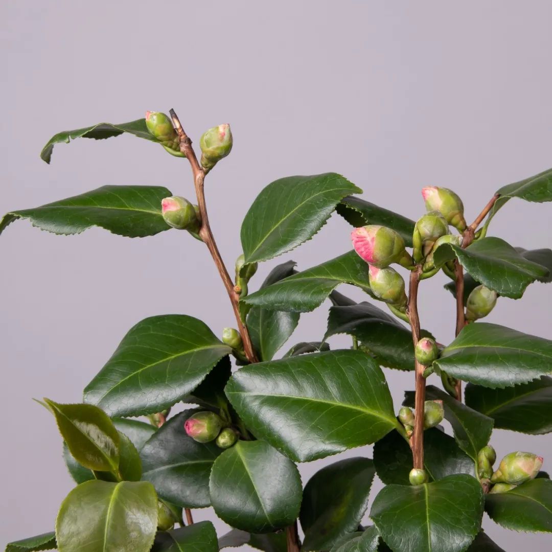 The potted camellia was full of buds when I bought it, and it will fall
