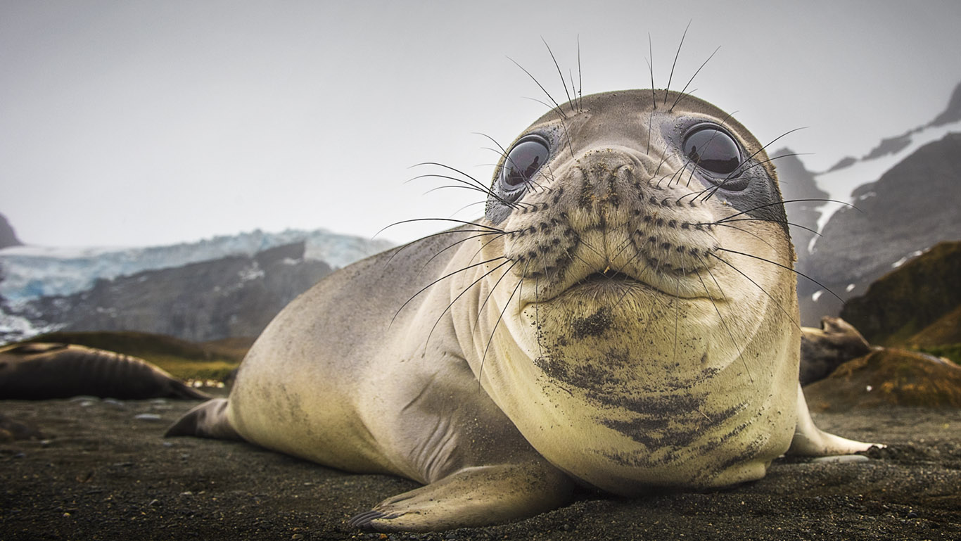食肉動物誰稱王?鰭足生物也瘋狂,海狗、海獅、海豹、海象的秘密 - 資訊咖