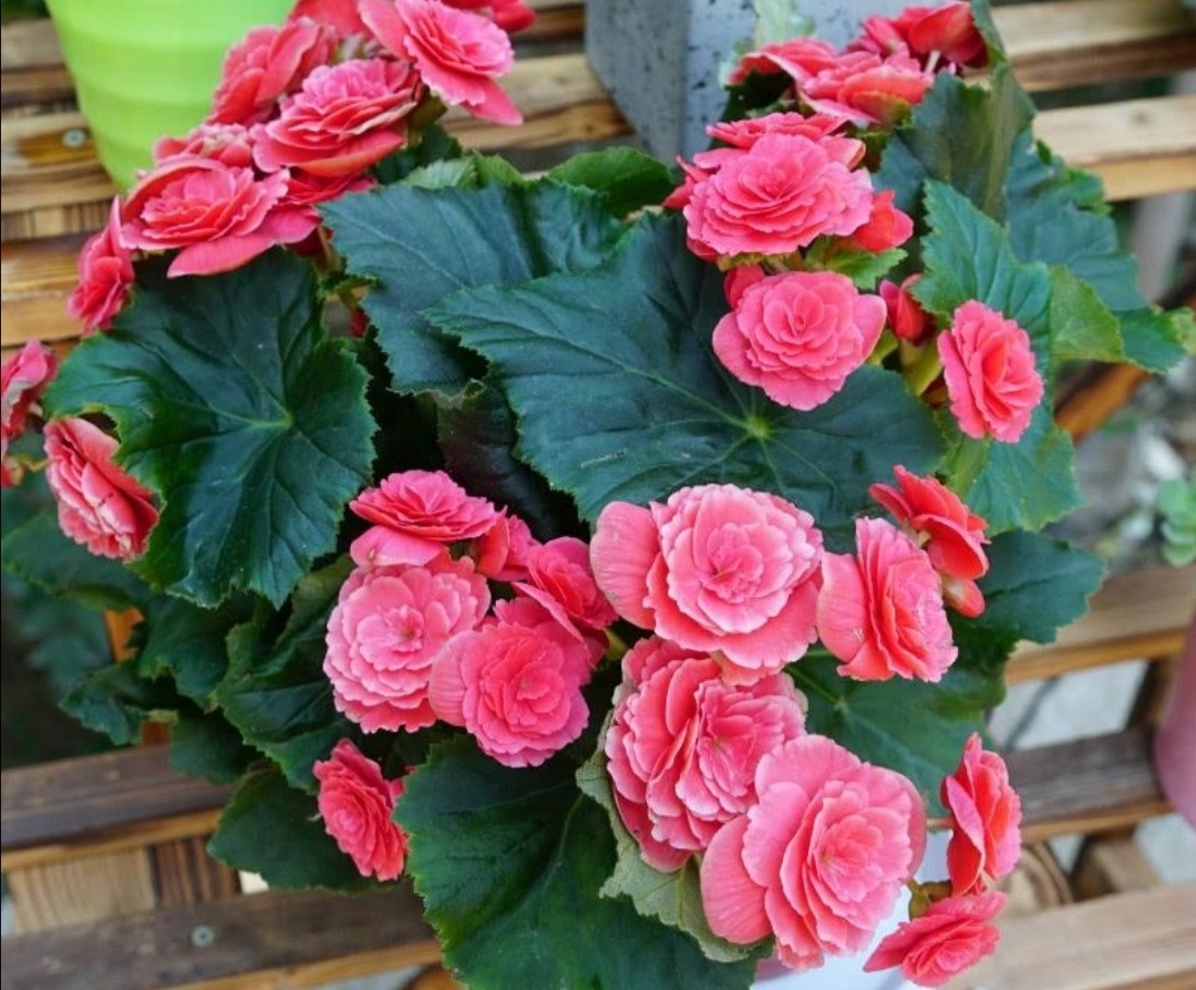 Rieger Begonia is very beautiful, it can be "2 o'clock" well, it blooms