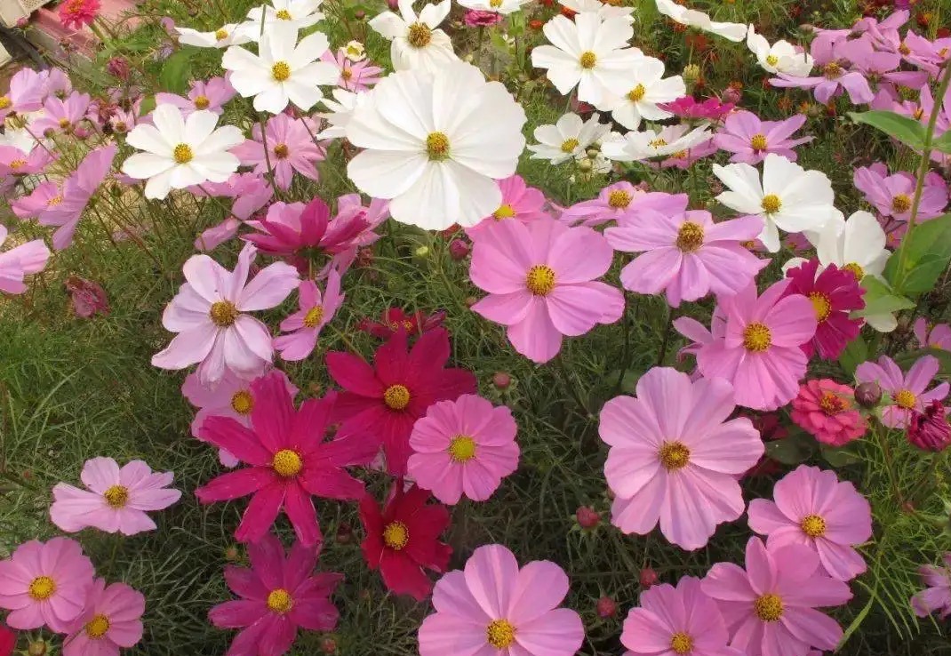 "5 kinds of flowers" are too cheap, and they still grow vigorously and keep blooming. They are