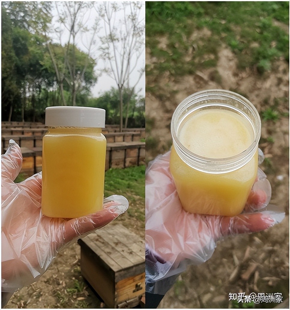 What does royal jelly taste like?Can royal jelly be eaten with honey