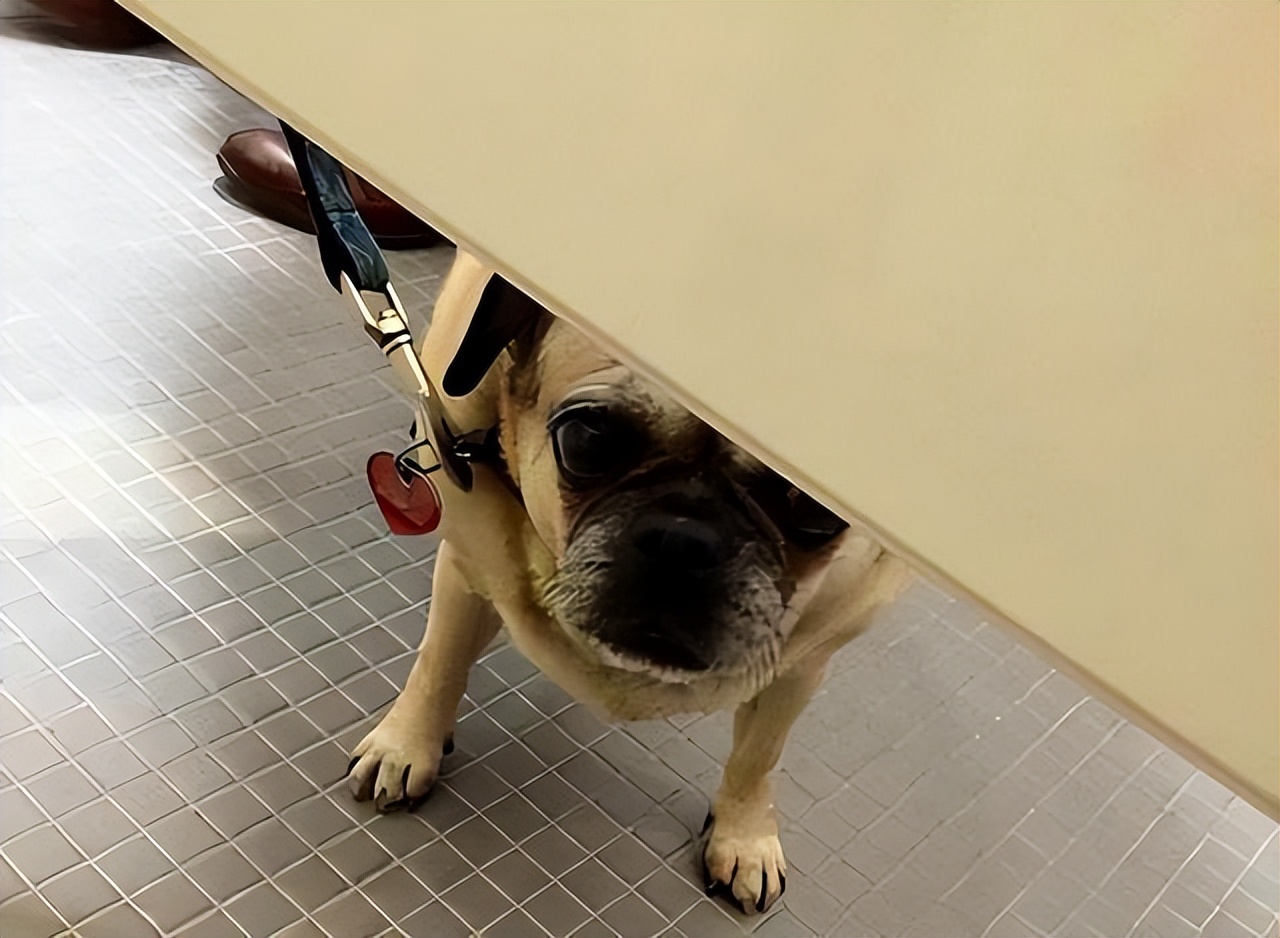 Why do dogs like to their owners to the bathroom? These are the "truths" iNEWS