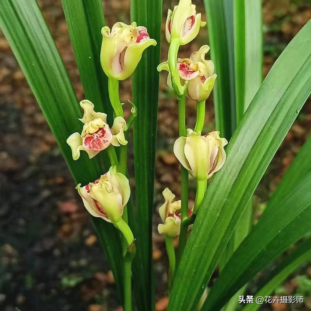 There is a new variety in the orchid world, called "Jade Cabbage", with
