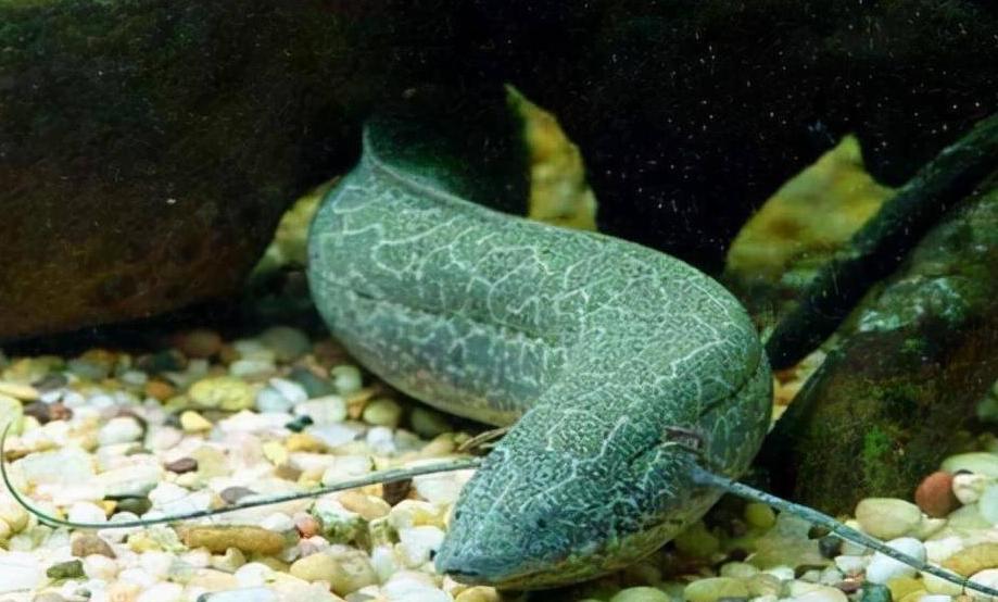 African lungfish: How do they survive drought? - iNEWS