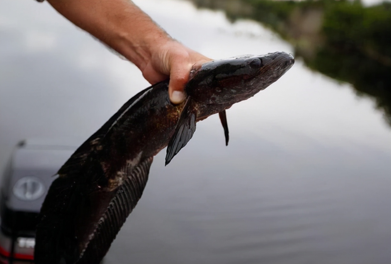 Snakehead Fish Invaded Snakehead fish has invaded the United States for 20 years. It is more ...