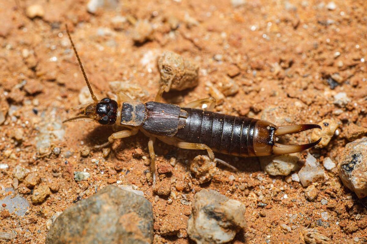 Why are there suddenly so many earwigs in the house? Causes of Earwigs