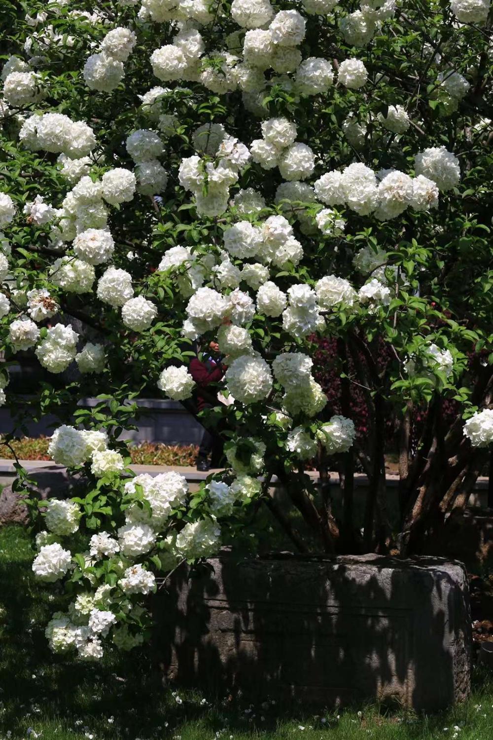 Hydrangeas bloom in spring iMedia