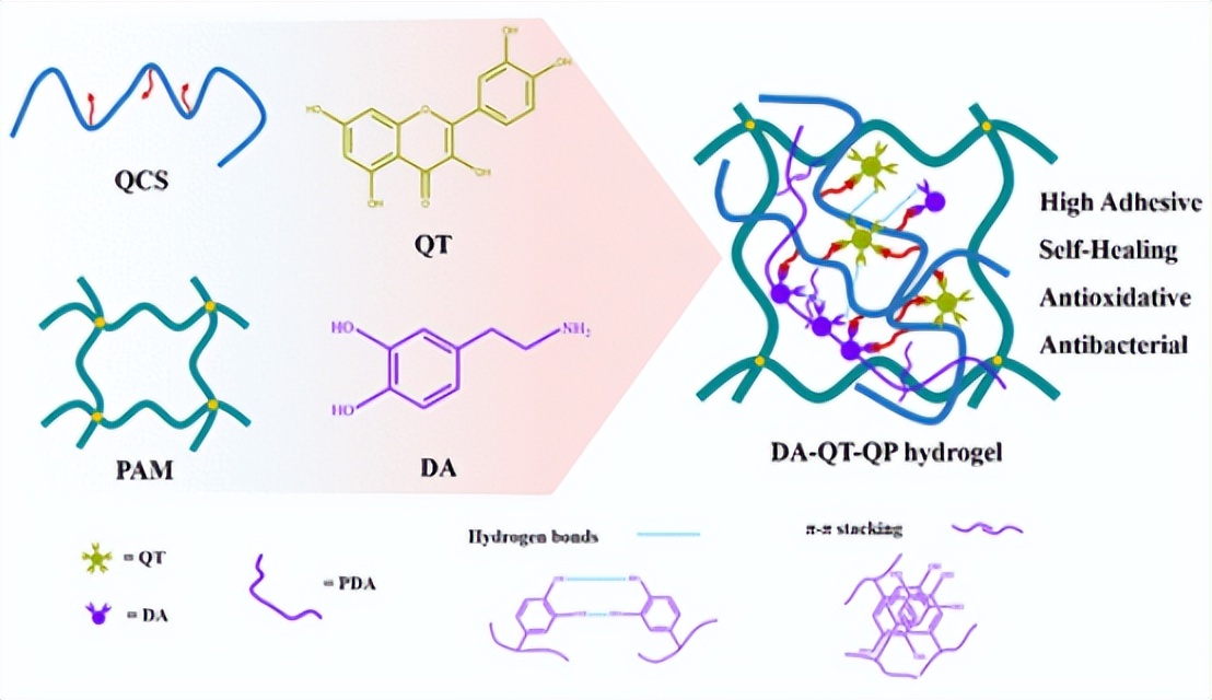 Jiangnan University has developed a composite hydrogel dressing with ...