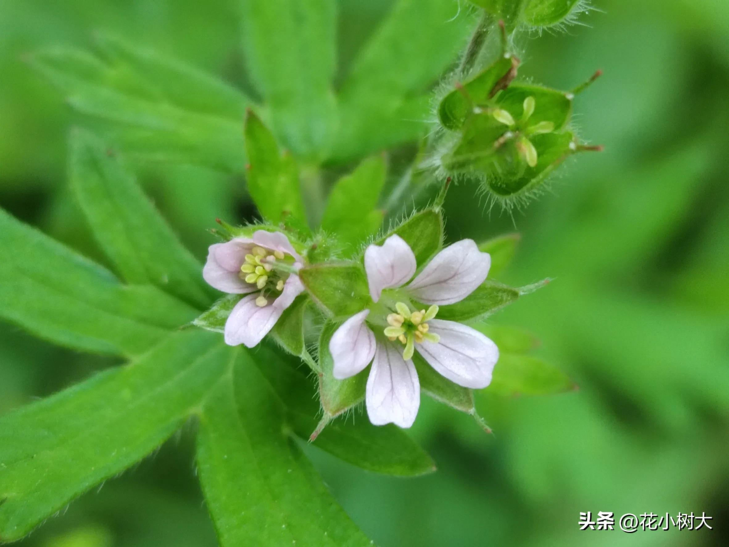 Real shot of plants 7-wild geranium (antidiarrheal grass) - iMedia