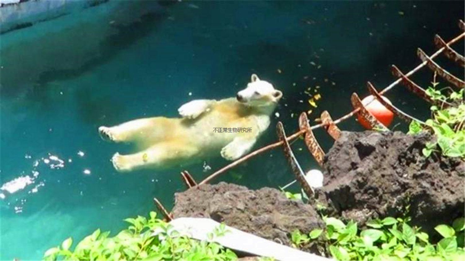 The polar bear in the Osaka Zoo in Japan is really cute, and its ...