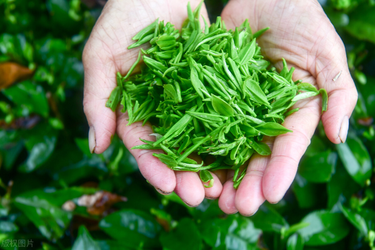 Tea can't be stored in the refrigerator? The longer the tea is stored