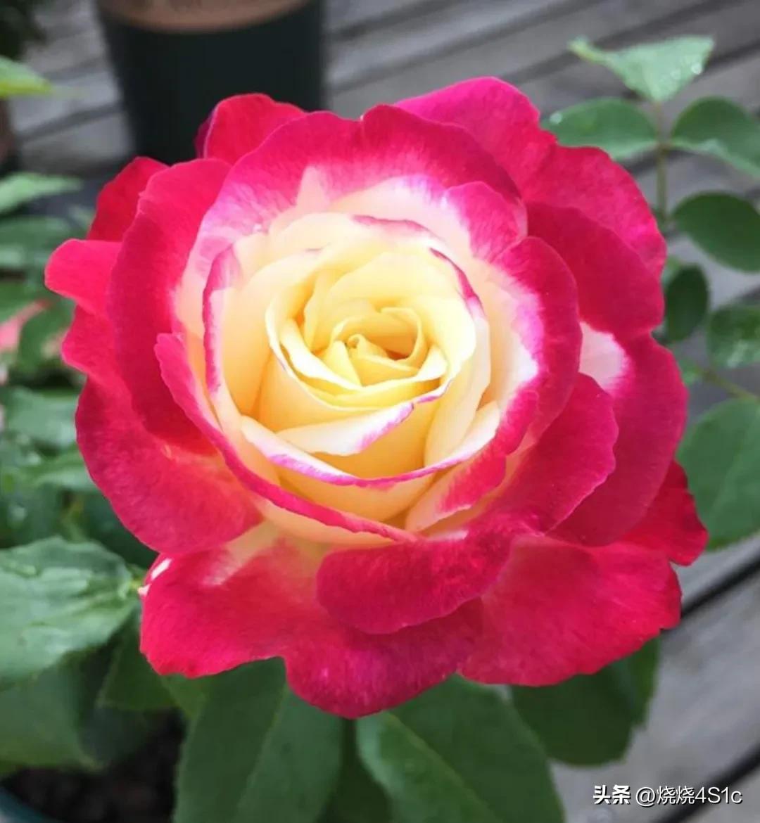Double Happiness Rose The Flowers Are Big And Fragrant Radiant And double-happiness-rose-the-flowers-are-big-and-fragrant-radiant-and