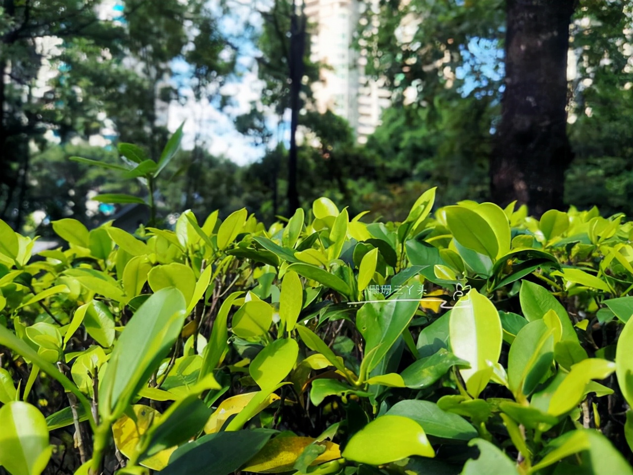 In Guangzhou in spring, there is a phenomenon of "returning to autumn
