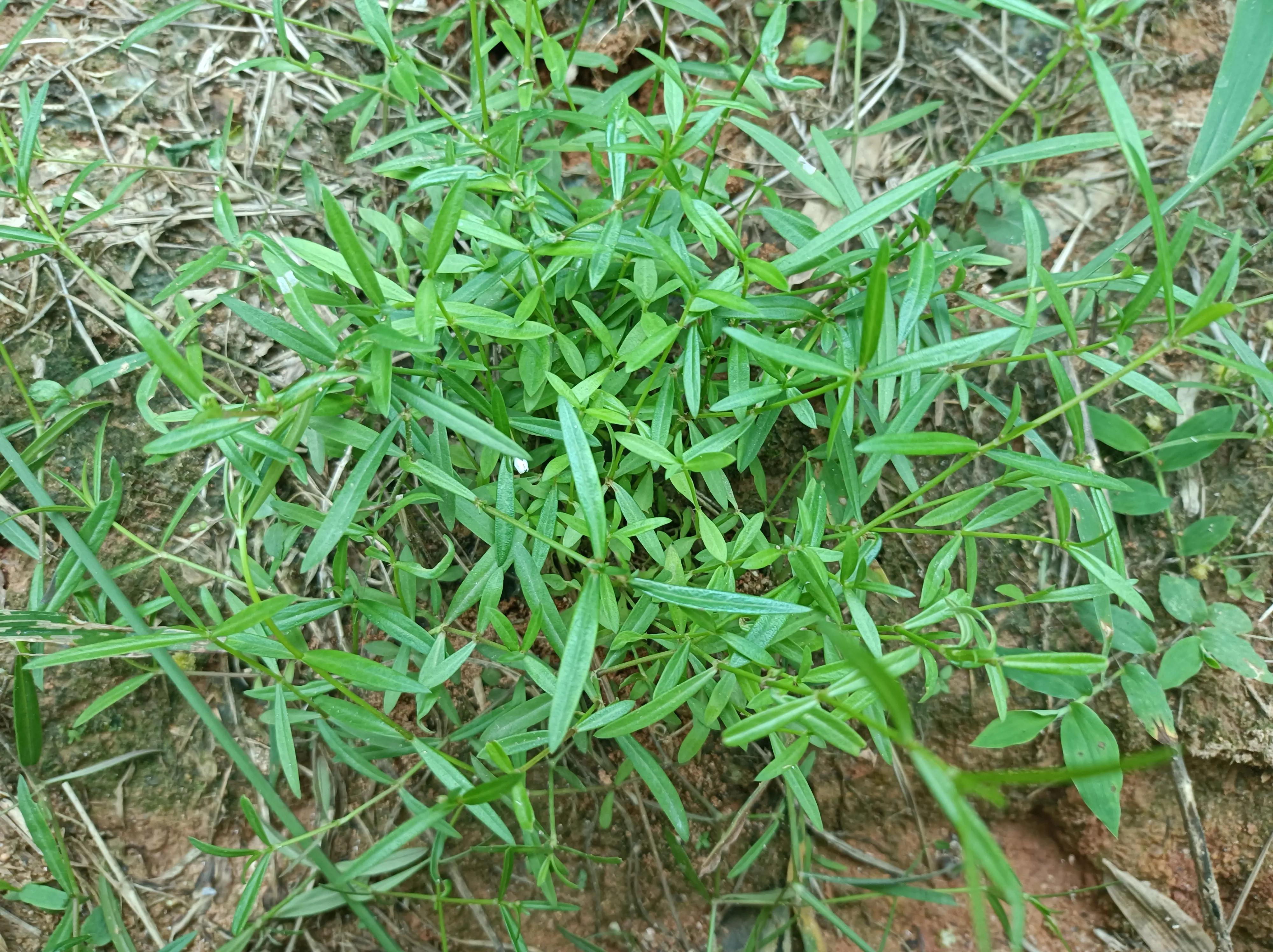 There is a weed on the field ridge, which resembles Hedyotis diffusa ...