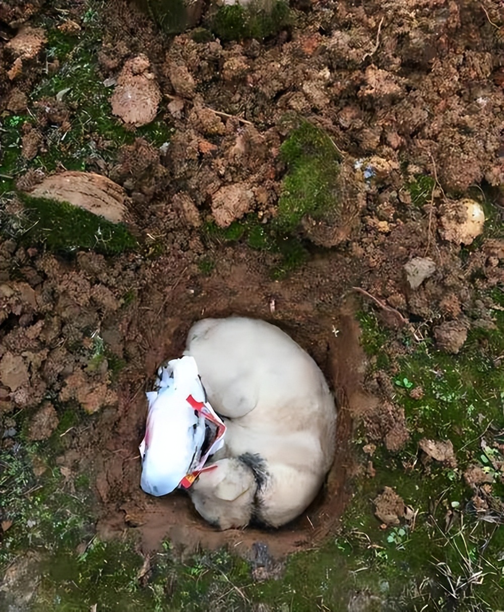 Ancestor: There is a scientific basis for "not burying" cats after they ...