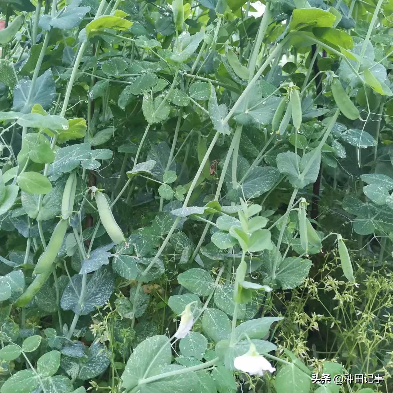 Farming Notes Peas, Broad Beans, Edamame iMedia
