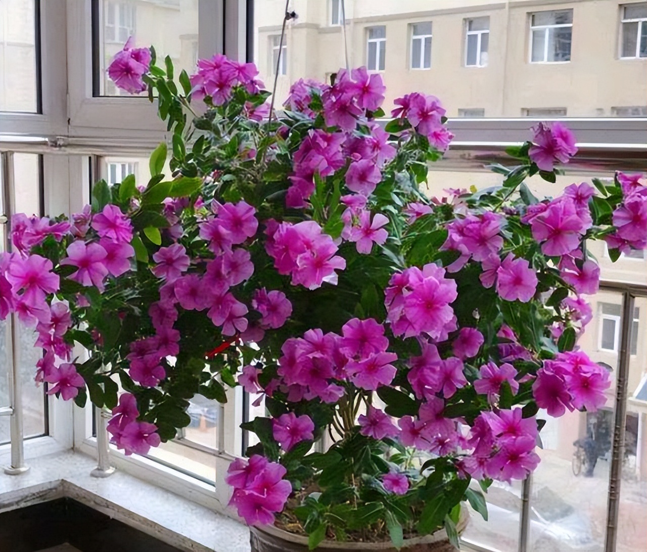6 kinds of small cheap flowers, really cheap, a few dollars to raise a small garden, it will