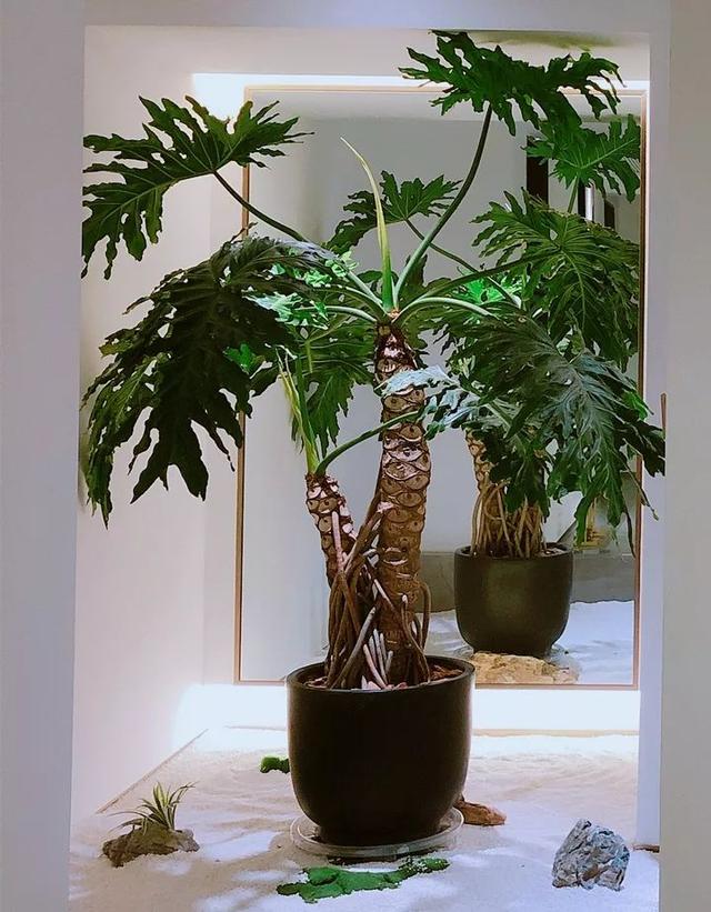 6 shadetolerant flowers that grow well indoors, afraid of seeing