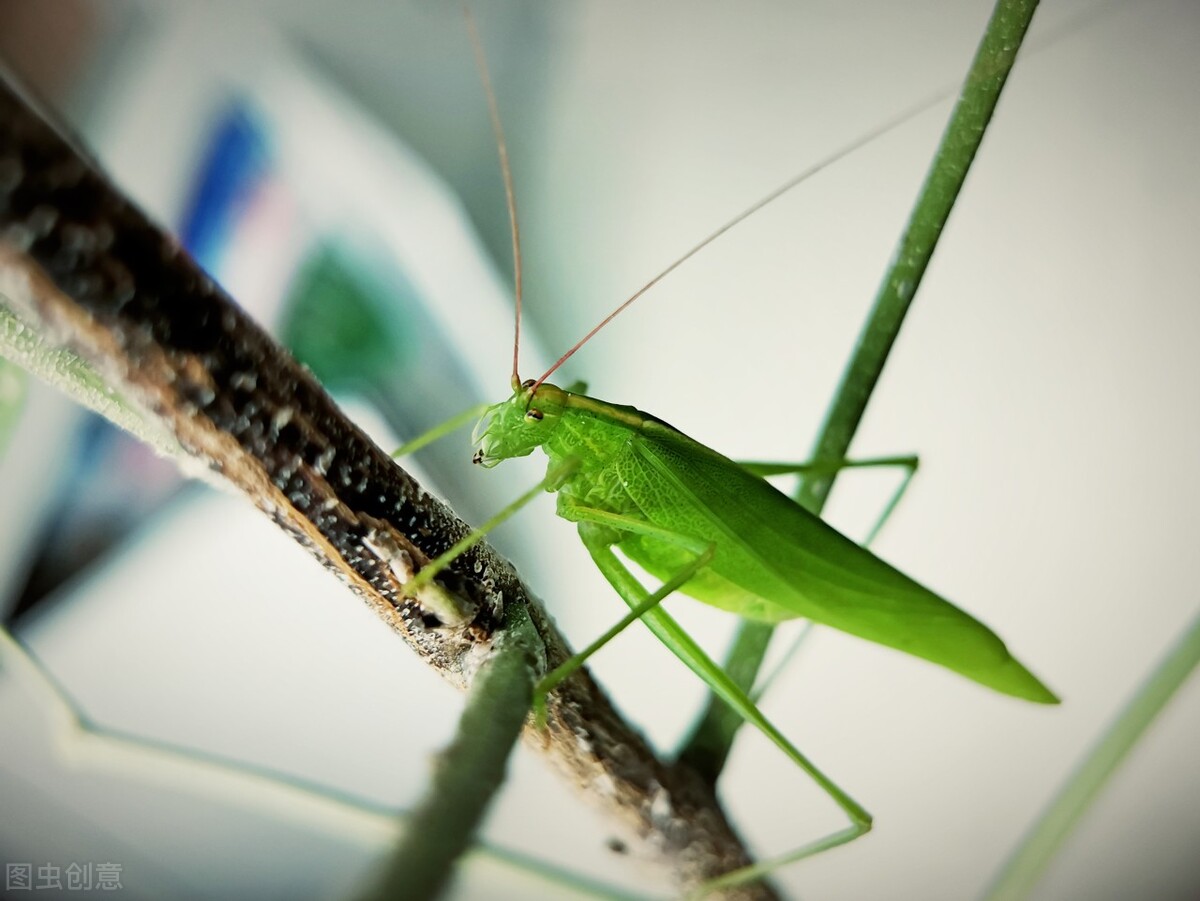 How to the fear of insects? iNEWS