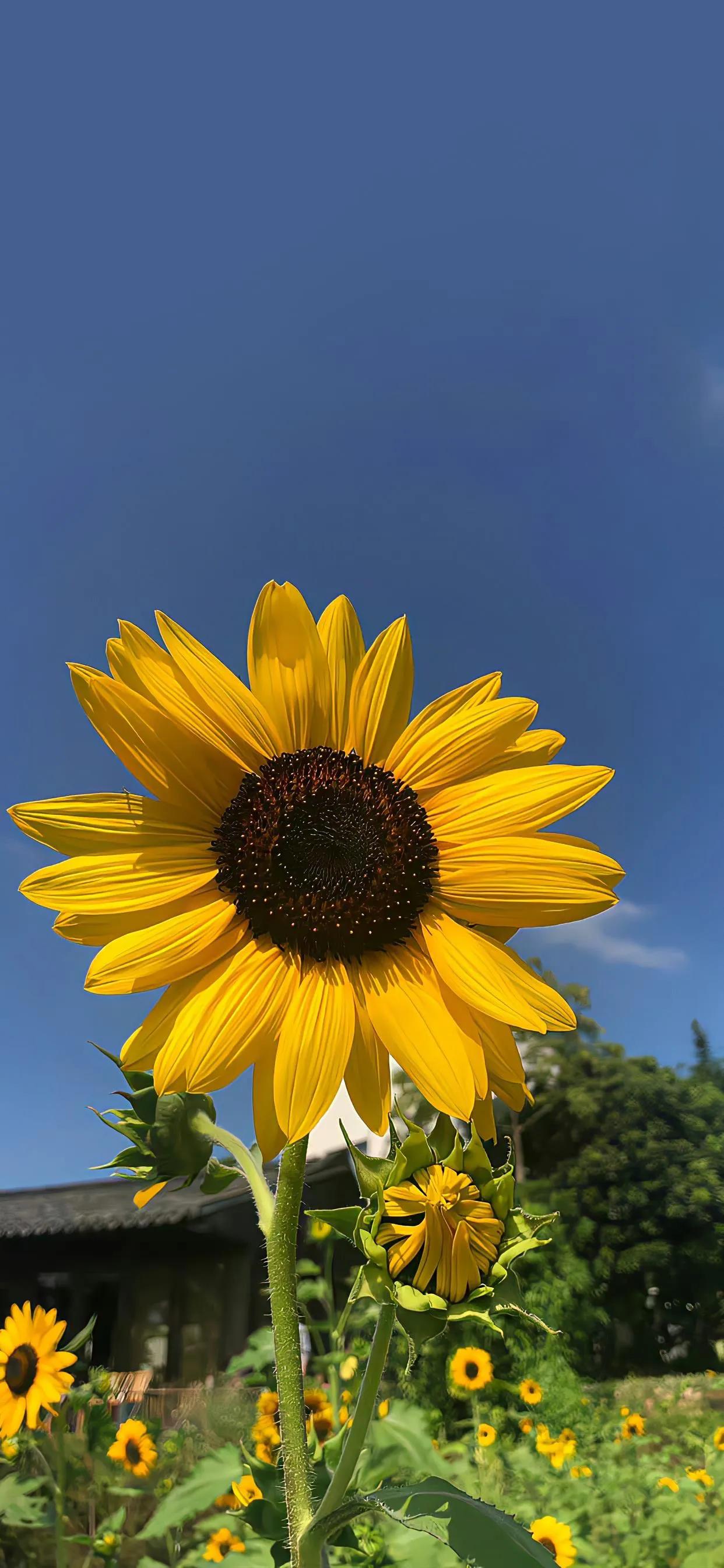 colorful-flower-photography-wallpaper-take-you-into-the-world-of