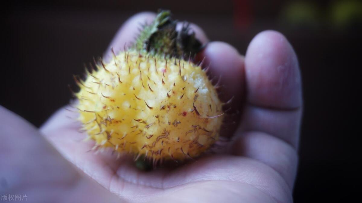 Ten kinds of rare fruits in the world, vomit fruit, thumb watermelon, breadfruit, which ones
