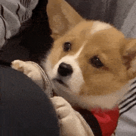8 cold knowledge about dog "sex" - iNEWS