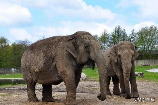 How scary are elephants in heat?Alpha male elephants have to