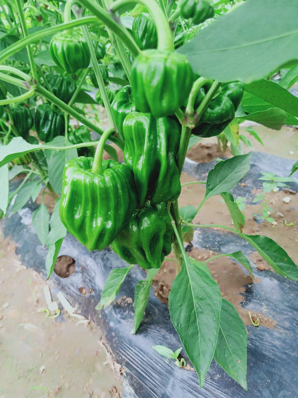 spicy bell pepper seeds iNEWS