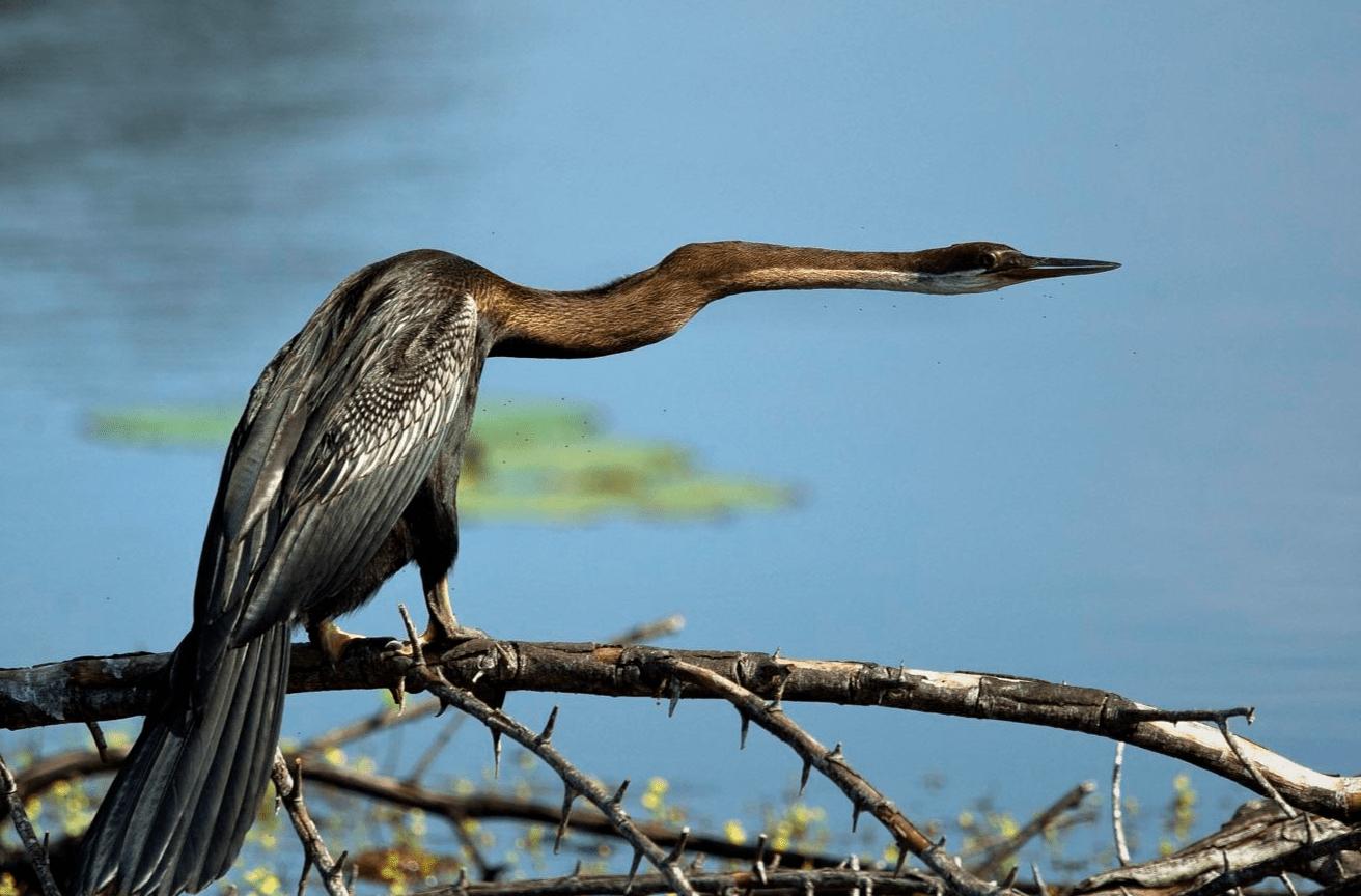 What kind of bird is an anhinga? Why does it have a snake-like neck ...