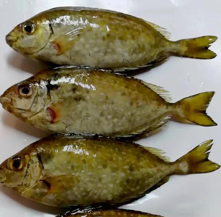 泥猛魚又叫苦肚魚,難怪苦啊 - 資訊咖