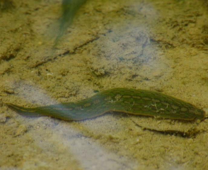 If a child eats a leech by mistake, will it survive in the human body