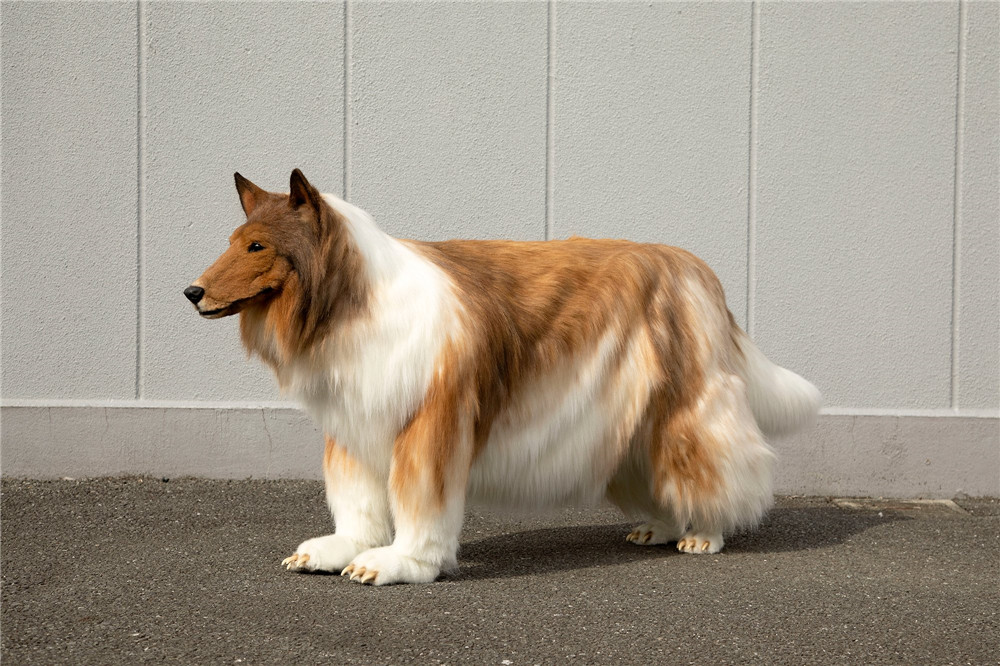 Tired of being human, Japanese man spent 2 million to turn himself into a "dog" and went straight to TV