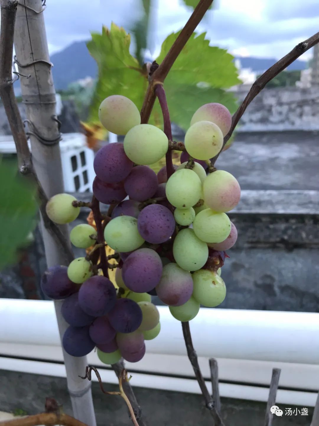 Grapes for both medicine and food iNEWS