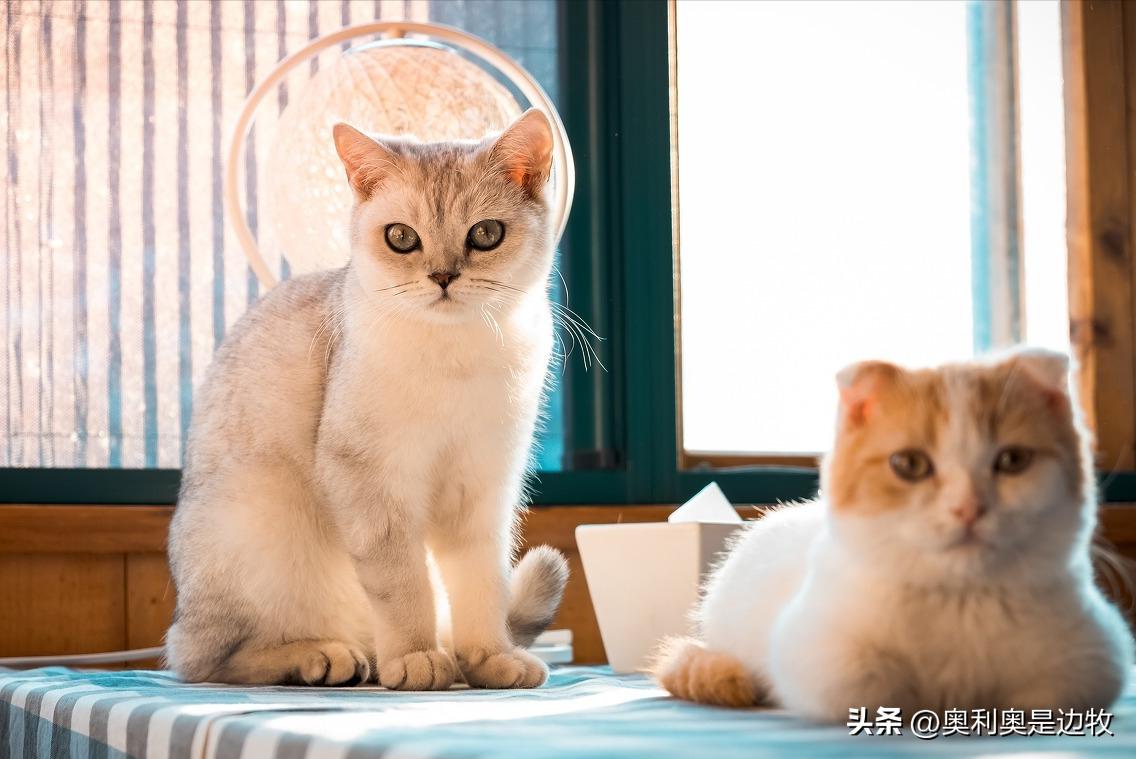 What dangerous bacteria will cats have if they haven't bathed for two