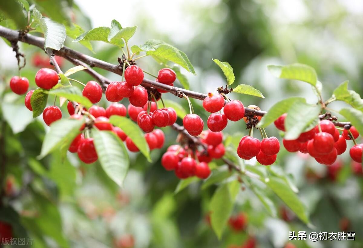 Appreciation and reading of five Tang poems about cherries in late ...