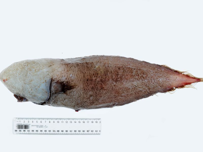 12 kinds of strange fish that grow most strange in the deep sea, one is ...