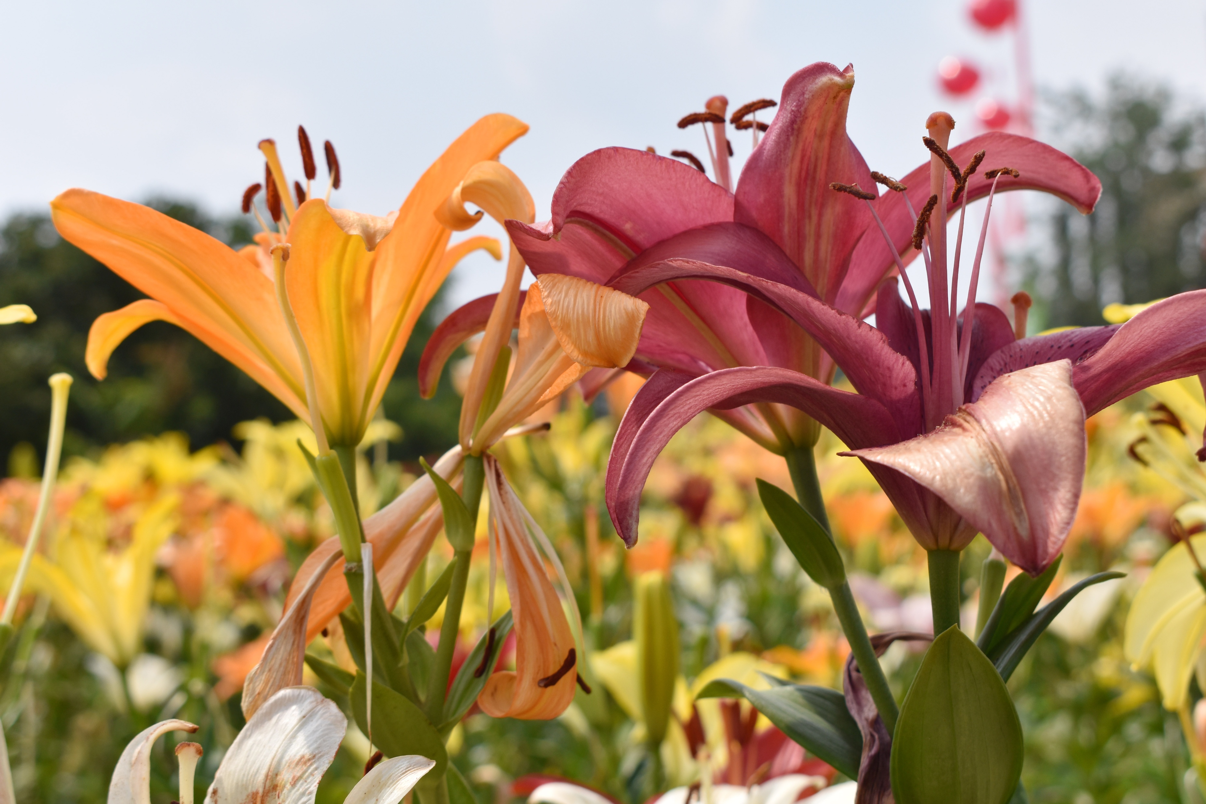 wind blowing lily - iNEWS