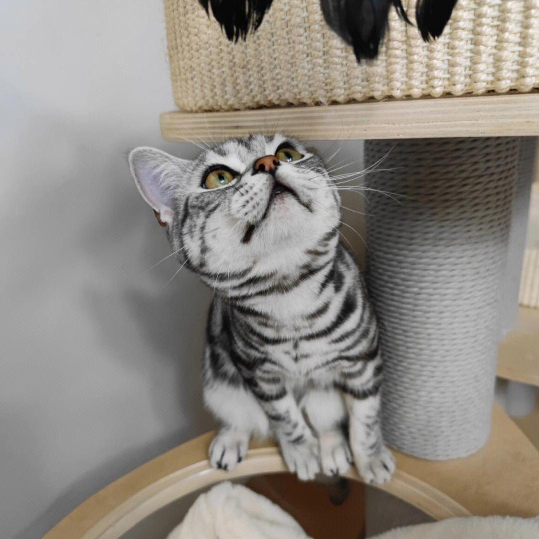 How do cats recognize their owners? These 6 ways, many people do not