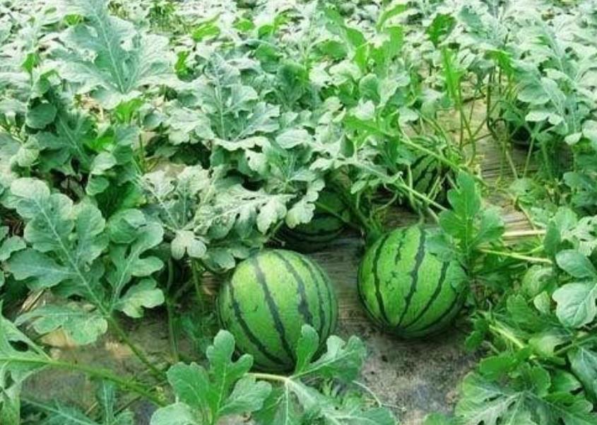 Wu Mingzhu, the king of melons in the west: I was a classmate with Yuan ...