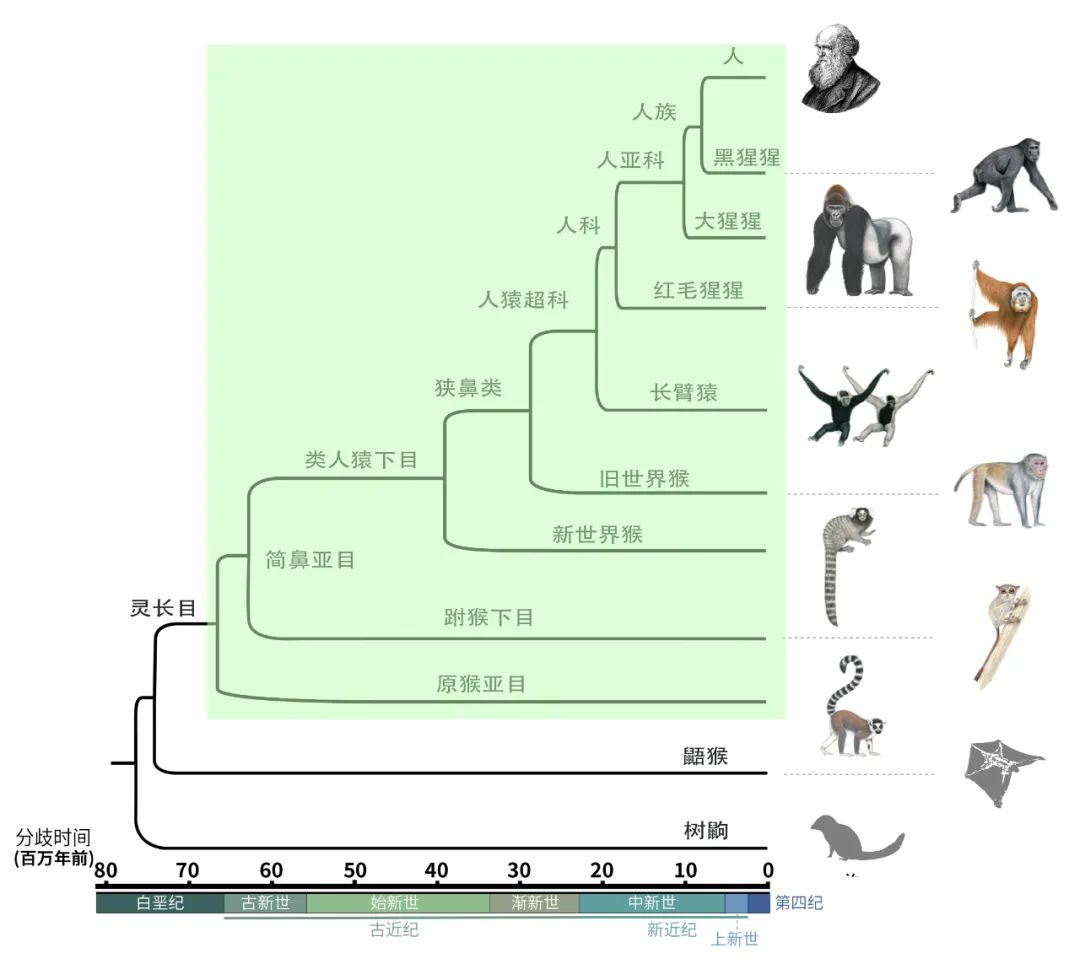 8 papers! Chinese scientists reveal more details of primate evolution ...