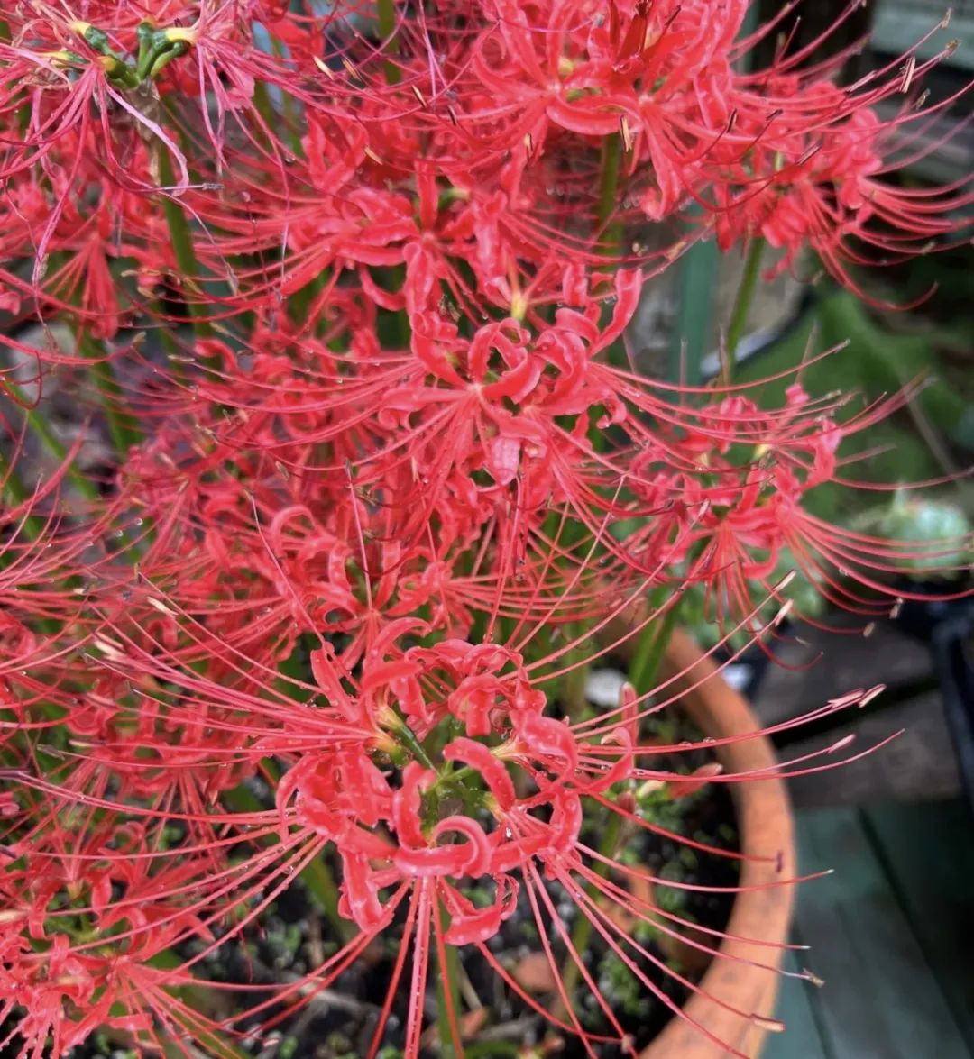 9 kinds of flowers are "too unlucky". If you put them in the living