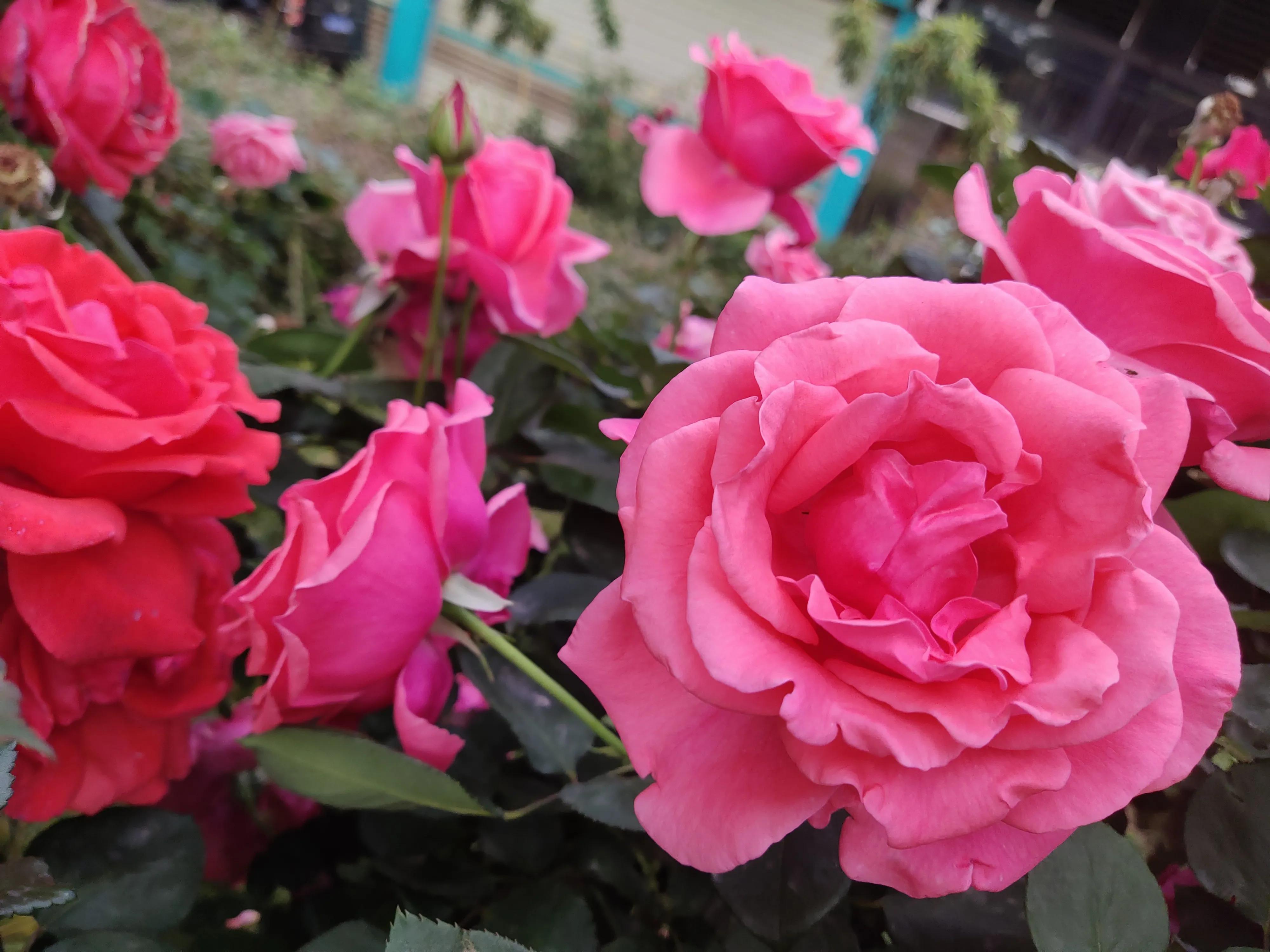 Watching Chinese roses bloom (original) iNEWS