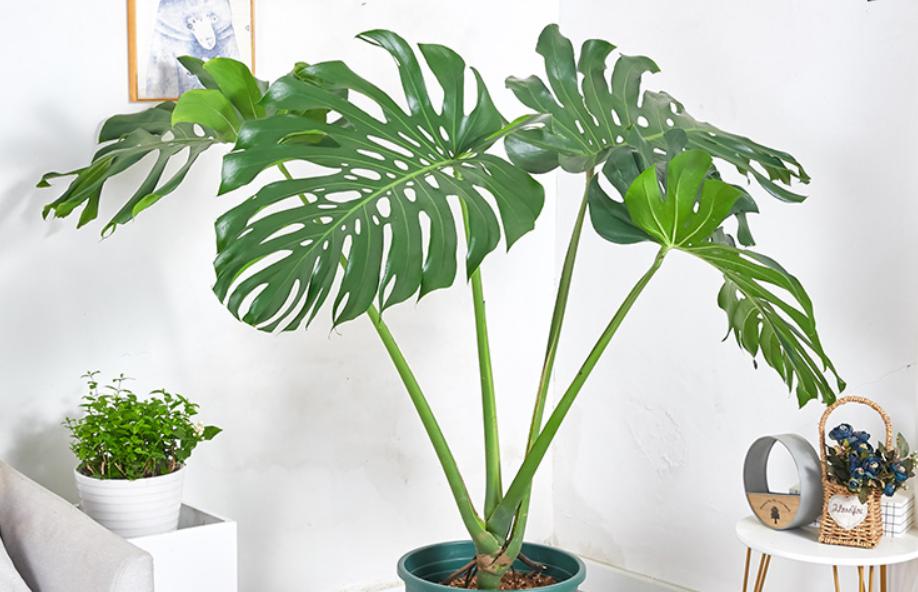 The stems of monstera are lodging, keep in mind the 