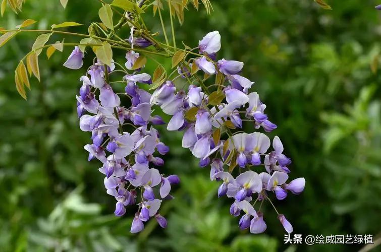 6 kinds of "rich flowers" with long lifespan iNEWS