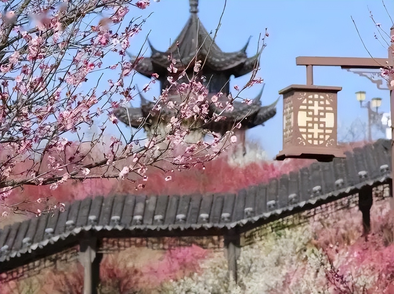 Exploring Plum Blossom Bay in Spring iMedia