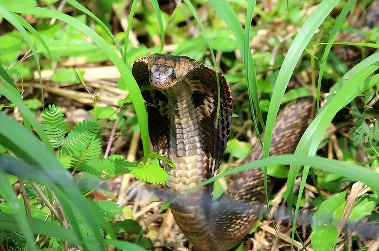 Why are animals afraid of geese?Where there are geese, no snakes?The